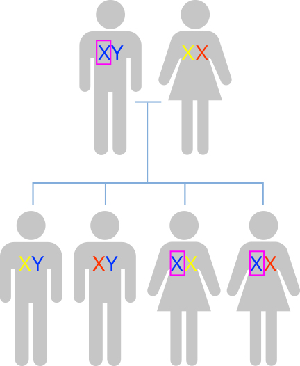 遺伝子と染色体
