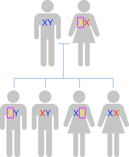 遺伝子と染色体