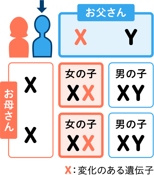 お父さんが変化のある遺伝子を持つ場合、女の子には伝わりますが、男の子には伝わりません